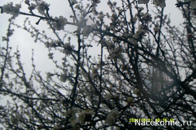 Eva1949 - Дом мечты-души моей воспоминания; 1Abrikoska - Мой гостеприимный дом