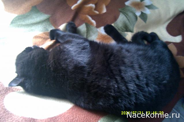 Eva1949 - Дом мечты-души моей воспоминания; 1Abrikoska - Мой гостеприимный дом