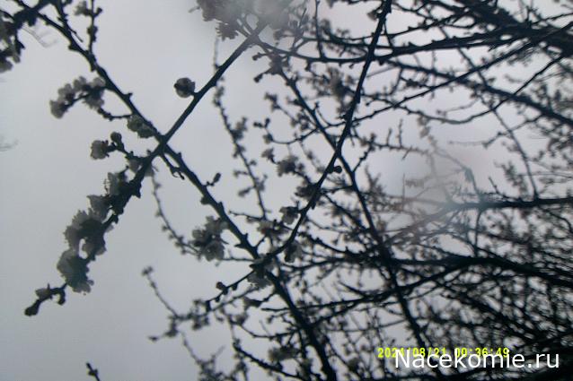 Eva1949 - Дом мечты-души моей воспоминания; 1Abrikoska - Мой гостеприимный дом