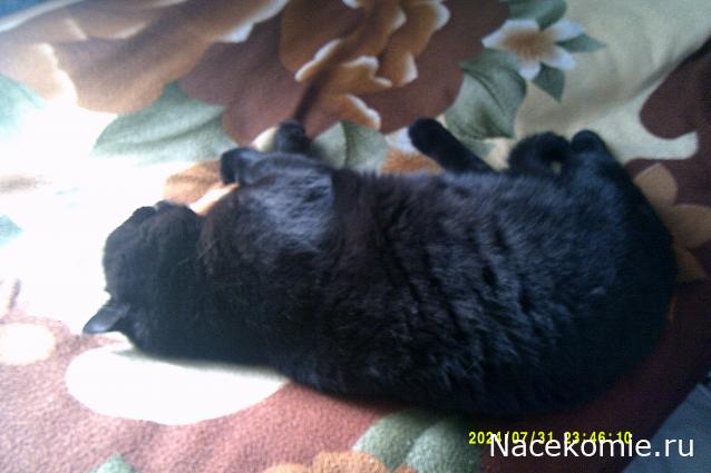 Eva1949 - Дом мечты-души моей воспоминания; 1Abrikoska - Мой гостеприимный дом