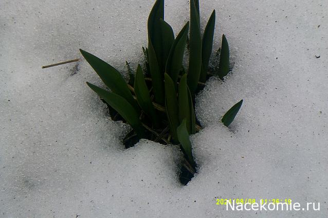 Eva1949 - Дом мечты-души моей воспоминания; 1Abrikoska - Мой гостеприимный дом