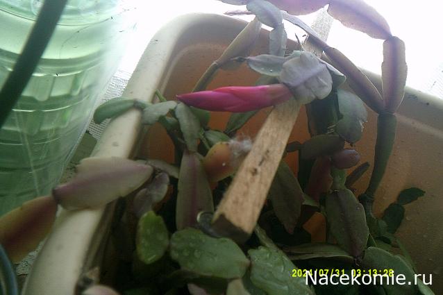 Eva1949 - Дом мечты-души моей воспоминания; 1Abrikoska - Мой гостеприимный дом