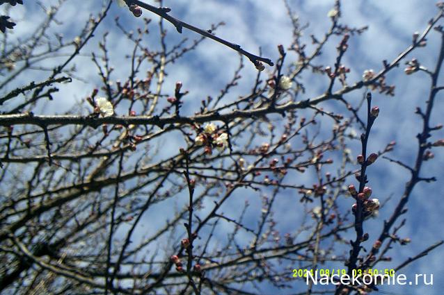 Eva1949 - Дом мечты-души моей воспоминания; 1Abrikoska - Мой гостеприимный дом