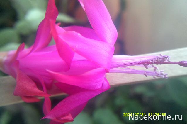 Eva1949 - Дом мечты-души моей воспоминания; 1Abrikoska - Мой гостеприимный дом