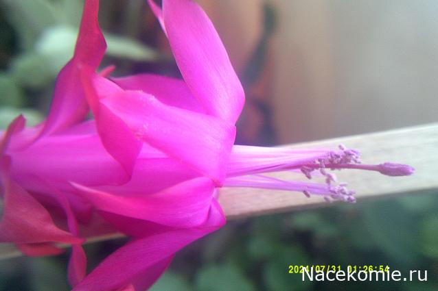 Eva1949 - Дом мечты-души моей воспоминания; 1Abrikoska - Мой гостеприимный дом