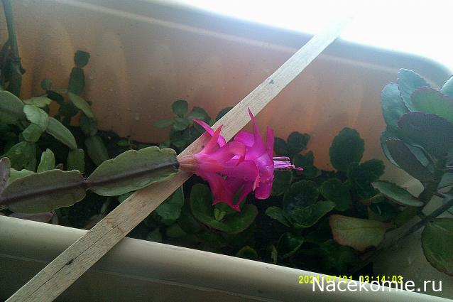 Eva1949 - Дом мечты-души моей воспоминания; 1Abrikoska - Мой гостеприимный дом