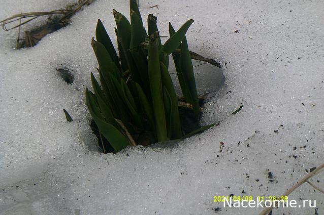 Eva1949 - Дом мечты-души моей воспоминания; 1Abrikoska - Мой гостеприимный дом