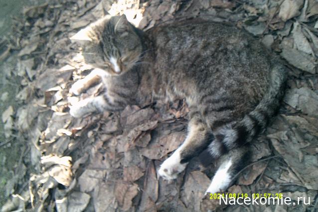 Eva1949 - Дом мечты-души моей воспоминания; 1Abrikoska - Мой гостеприимный дом