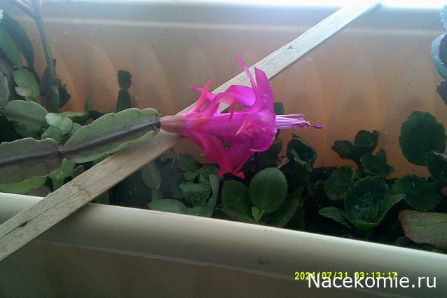 Eva1949 - Дом мечты-души моей воспоминания; 1Abrikoska - Мой гостеприимный дом