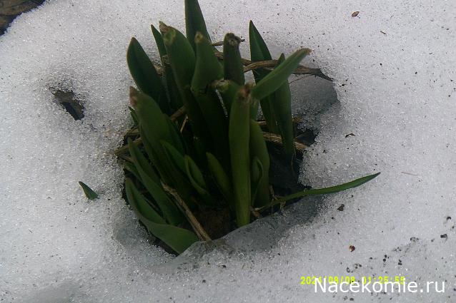 Eva1949 - Дом мечты-души моей воспоминания; 1Abrikoska - Мой гостеприимный дом