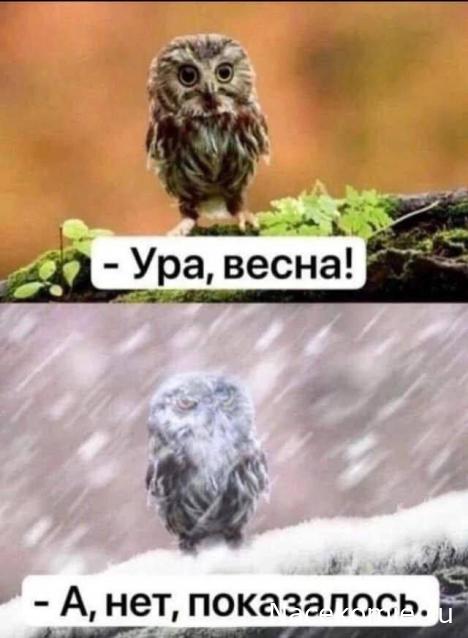 Margaritka