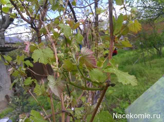 Eva1949 - Дом мечты-души моей воспоминания; 1Abrikoska - Мой гостеприимный дом