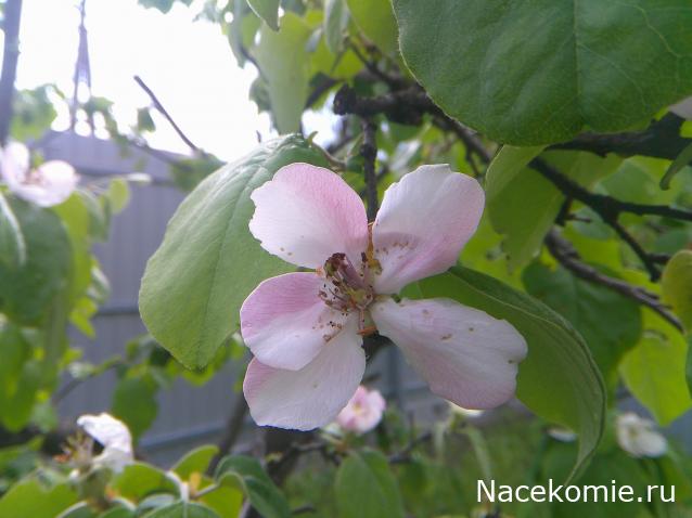 Eva1949 - Дом мечты-души моей воспоминания; 1Abrikoska - Мой гостеприимный дом