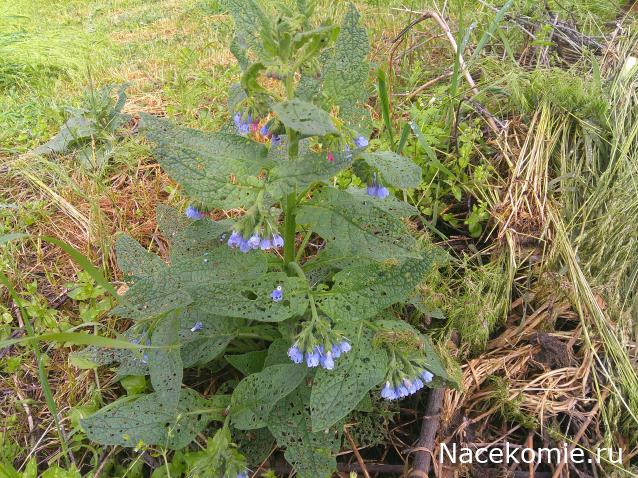 Eva1949 - Дом мечты-души моей воспоминания; 1Abrikoska - Мой гостеприимный дом