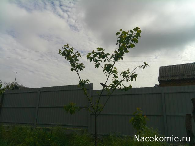 Eva1949 - Дом мечты-души моей воспоминания; 1Abrikoska - Мой гостеприимный дом