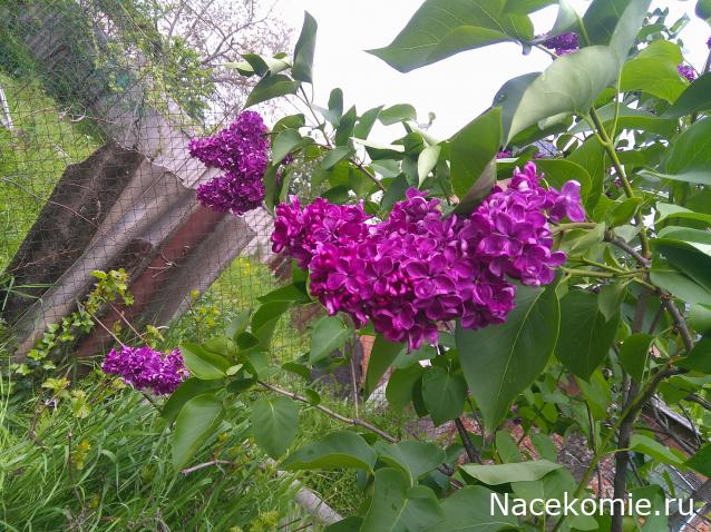 Eva1949 - Дом мечты-души моей воспоминания; 1Abrikoska - Мой гостеприимный дом