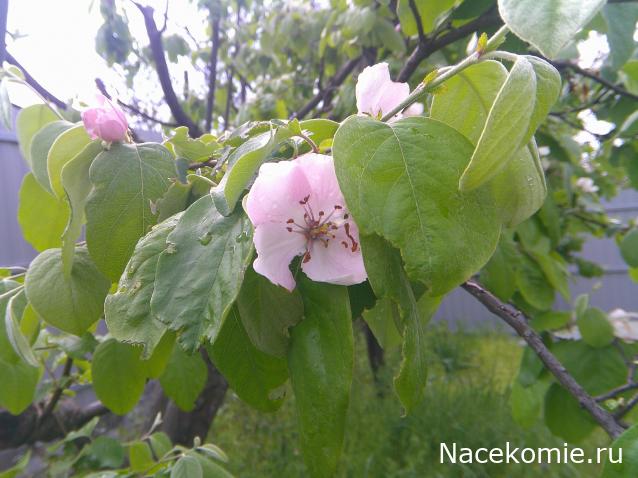 Eva1949 - Дом мечты-души моей воспоминания; 1Abrikoska - Мой гостеприимный дом