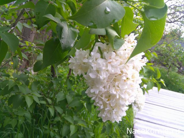 Eva1949 - Дом мечты-души моей воспоминания; 1Abrikoska - Мой гостеприимный дом