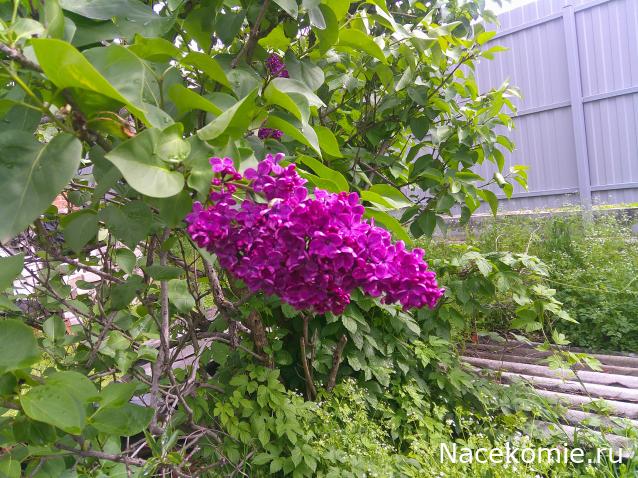 Eva1949 - Дом мечты-души моей воспоминания; 1Abrikoska - Мой гостеприимный дом