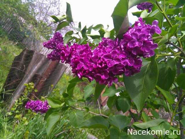 Eva1949 - Дом мечты-души моей воспоминания; 1Abrikoska - Мой гостеприимный дом