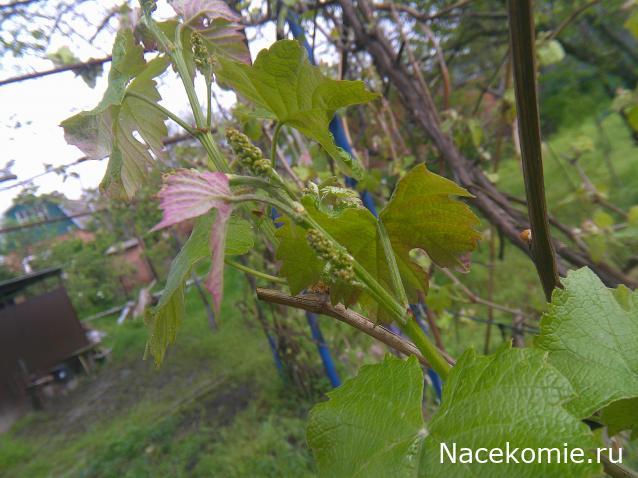 Eva1949 - Дом мечты-души моей воспоминания; 1Abrikoska - Мой гостеприимный дом
