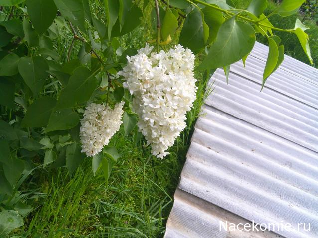 Eva1949 - Дом мечты-души моей воспоминания; 1Abrikoska - Мой гостеприимный дом