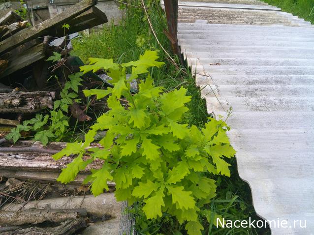 Eva1949 - Дом мечты-души моей воспоминания; 1Abrikoska - Мой гостеприимный дом