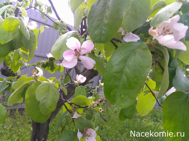 Eva1949 - Дом мечты-души моей воспоминания; 1Abrikoska - Мой гостеприимный дом