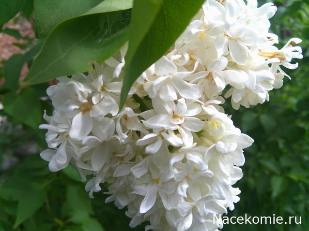 Eva1949 - Дом мечты-души моей воспоминания; 1Abrikoska - Мой гостеприимный дом