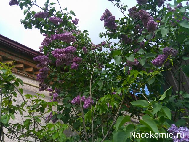 Eva1949 - Дом мечты-души моей воспоминания; 1Abrikoska - Мой гостеприимный дом