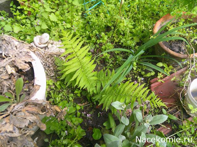 Eva1949 - Дом мечты-души моей воспоминания; 1Abrikoska - Мой гостеприимный дом