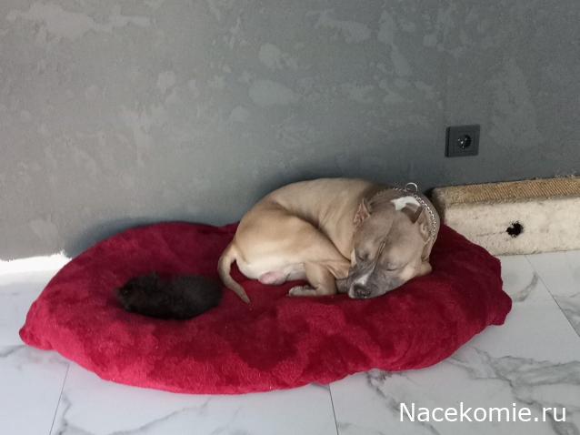 "Живой уголок"
