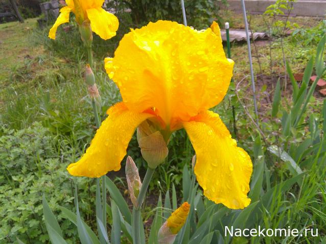 Eva1949 - Дом мечты-души моей воспоминания; 1Abrikoska - Мой гостеприимный дом