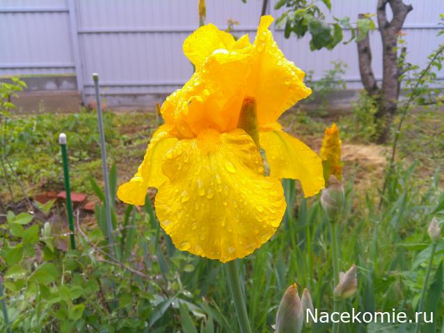 Eva1949 - Дом мечты-души моей воспоминания; 1Abrikoska - Мой гостеприимный дом