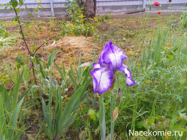 Eva1949 - Дом мечты-души моей воспоминания; 1Abrikoska - Мой гостеприимный дом