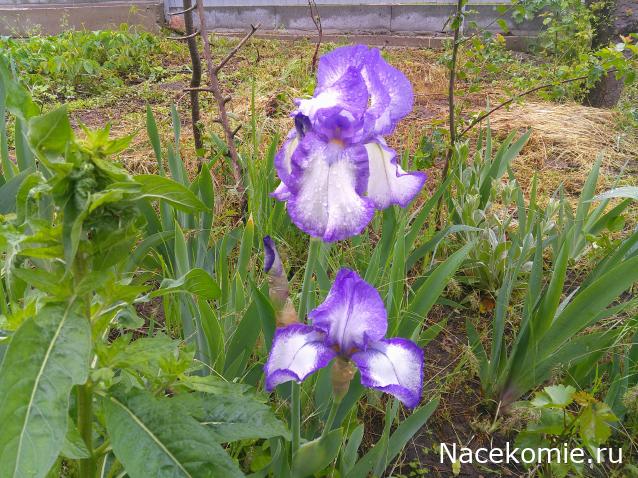 Eva1949 - Дом мечты-души моей воспоминания; 1Abrikoska - Мой гостеприимный дом