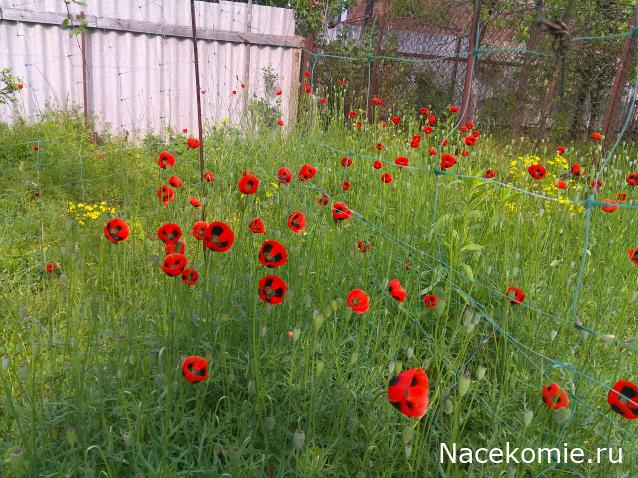 Eva1949 - Дом мечты-души моей воспоминания; 1Abrikoska - Мой гостеприимный дом