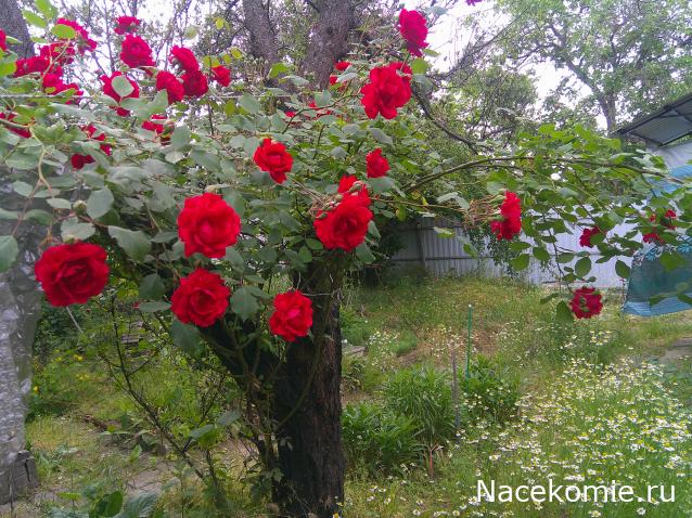 Eva1949 - Дом мечты-души моей воспоминания; 1Abrikoska - Мой гостеприимный дом