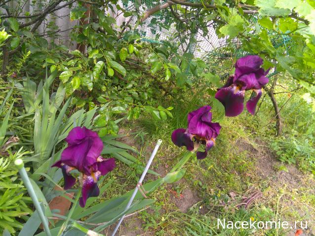 Eva1949 - Дом мечты-души моей воспоминания; 1Abrikoska - Мой гостеприимный дом