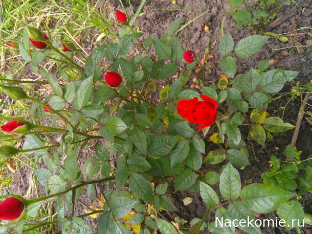 Eva1949 - Дом мечты-души моей воспоминания; 1Abrikoska - Мой гостеприимный дом