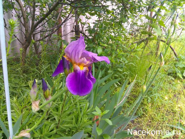 Eva1949 - Дом мечты-души моей воспоминания; 1Abrikoska - Мой гостеприимный дом