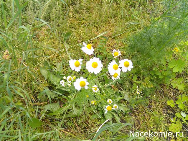 Eva1949 - Дом мечты-души моей воспоминания; 1Abrikoska - Мой гостеприимный дом