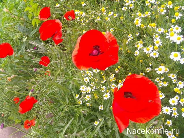 Eva1949 - Дом мечты-души моей воспоминания; 1Abrikoska - Мой гостеприимный дом