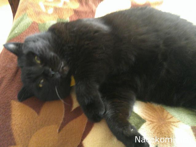 Eva1949 - Дом мечты-души моей воспоминания; 1Abrikoska - Мой гостеприимный дом