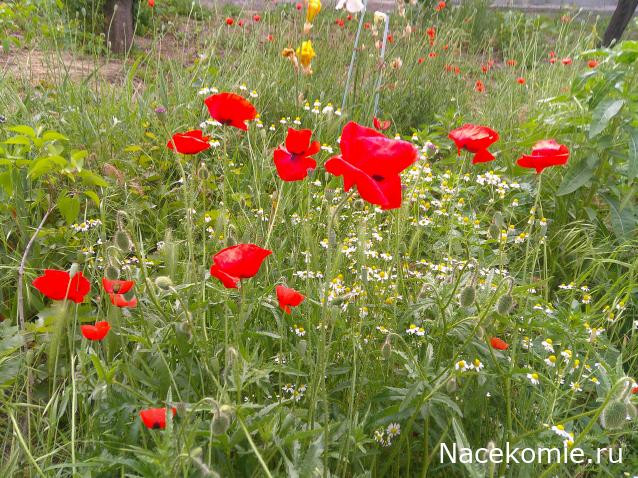 Eva1949 - Дом мечты-души моей воспоминания; 1Abrikoska - Мой гостеприимный дом