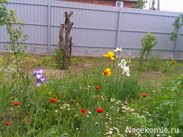 Eva1949 - Дом мечты-души моей воспоминания; 1Abrikoska - Мой гостеприимный дом