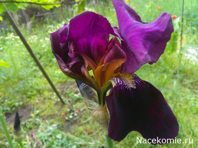 Eva1949 - Дом мечты-души моей воспоминания; 1Abrikoska - Мой гостеприимный дом