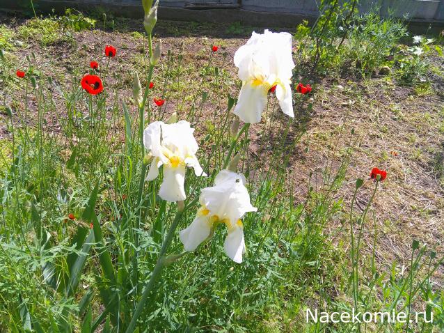 Eva1949 - Дом мечты-души моей воспоминания; 1Abrikoska - Мой гостеприимный дом