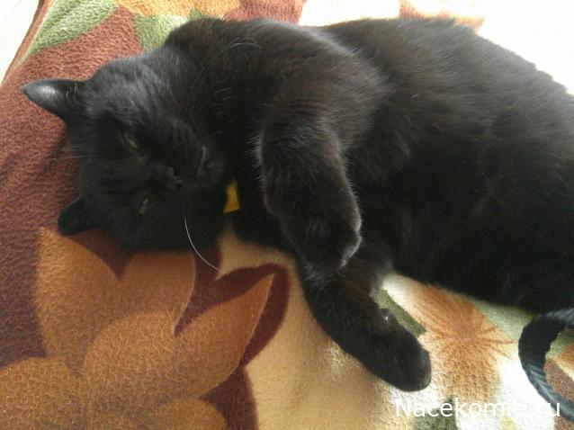 Eva1949 - Дом мечты-души моей воспоминания; 1Abrikoska - Мой гостеприимный дом