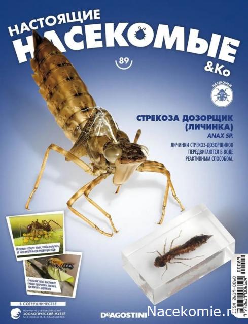 Стрекоза дозорщик